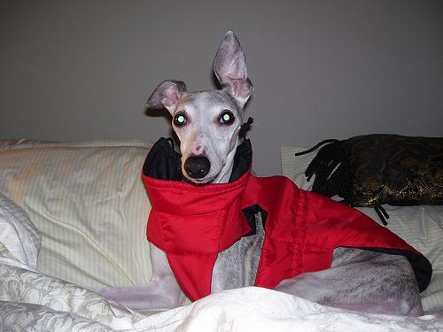 https://images.dog.ceo/breeds/whippet/n02091134_15398.jpg