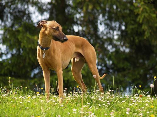 https://images.dog.ceo/breeds/whippet/n02091134_15865.jpg