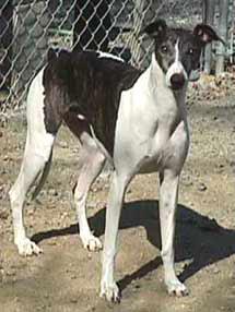 https://images.dog.ceo/breeds/whippet/n02091134_15876.jpg