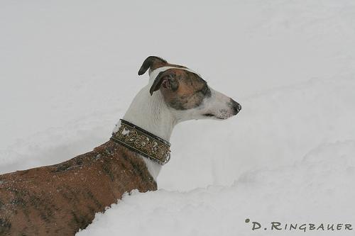 https://images.dog.ceo/breeds/whippet/n02091134_16033.jpg