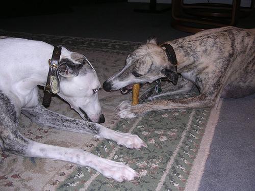 https://images.dog.ceo/breeds/whippet/n02091134_16200.jpg