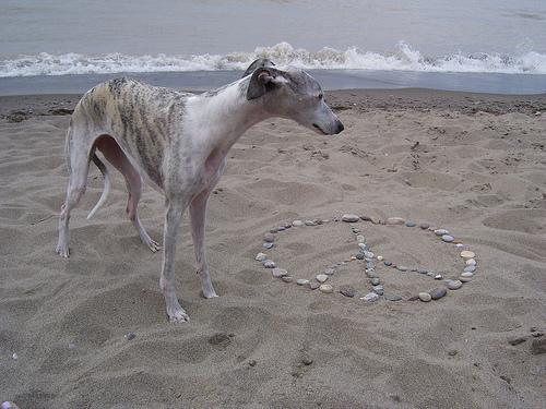 https://images.dog.ceo/breeds/whippet/n02091134_16336.jpg