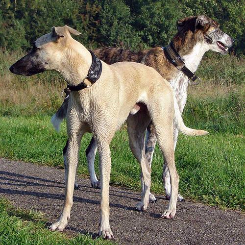 https://images.dog.ceo/breeds/whippet/n02091134_16541.jpg