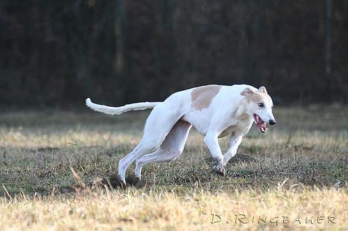 https://images.dog.ceo/breeds/whippet/n02091134_16794.jpg