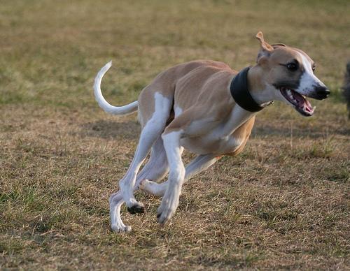 https://images.dog.ceo/breeds/whippet/n02091134_16890.jpg