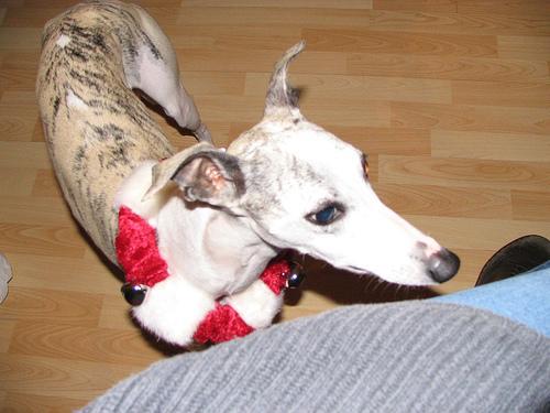 https://images.dog.ceo/breeds/whippet/n02091134_16904.jpg