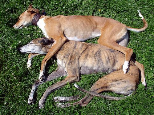 https://images.dog.ceo/breeds/whippet/n02091134_17108.jpg