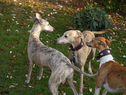 https://images.dog.ceo/breeds/whippet/n02091134_17394.jpg