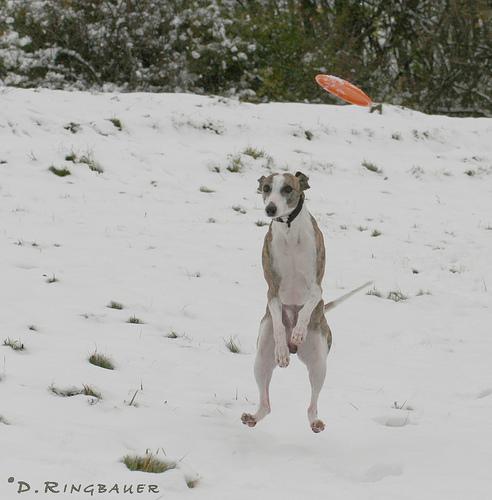 https://images.dog.ceo/breeds/whippet/n02091134_17467.jpg