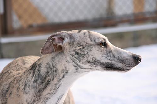 https://images.dog.ceo/breeds/whippet/n02091134_17638.jpg