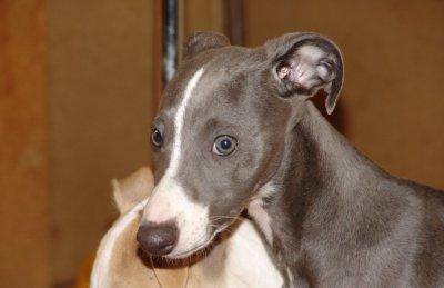 https://images.dog.ceo/breeds/whippet/n02091134_17675.jpg