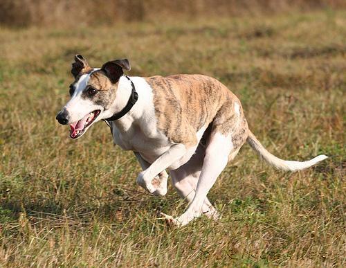 https://images.dog.ceo/breeds/whippet/n02091134_17872.jpg