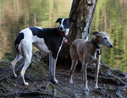 https://images.dog.ceo/breeds/whippet/n02091134_18140.jpg