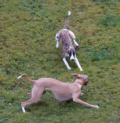 https://images.dog.ceo/breeds/whippet/n02091134_18902.jpg