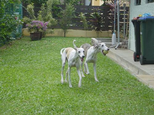 https://images.dog.ceo/breeds/whippet/n02091134_18951.jpg