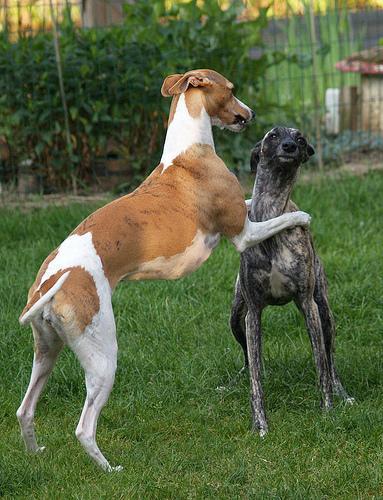 https://images.dog.ceo/breeds/whippet/n02091134_19084.jpg