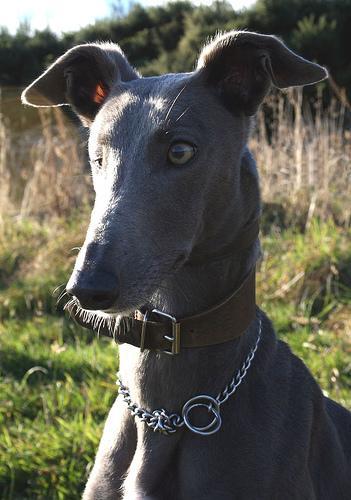 https://images.dog.ceo/breeds/whippet/n02091134_19124.jpg