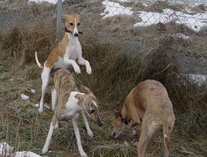 https://images.dog.ceo/breeds/whippet/n02091134_19166.jpg