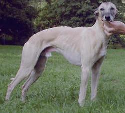 https://images.dog.ceo/breeds/whippet/n02091134_2193.jpg