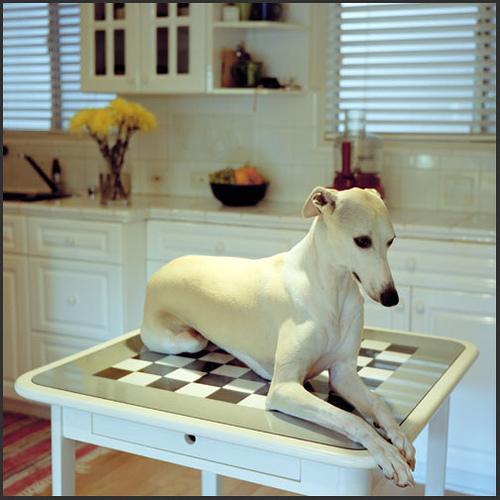 https://images.dog.ceo/breeds/whippet/n02091134_2568.jpg