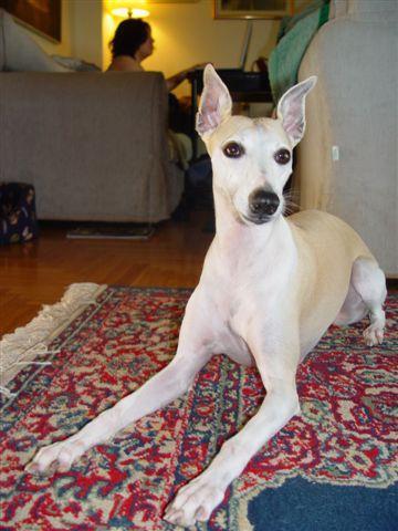 https://images.dog.ceo/breeds/whippet/n02091134_3263.jpg