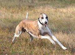 https://images.dog.ceo/breeds/whippet/n02091134_3472.jpg