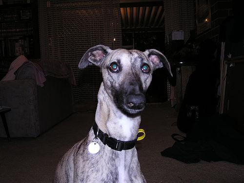 https://images.dog.ceo/breeds/whippet/n02091134_3562.jpg