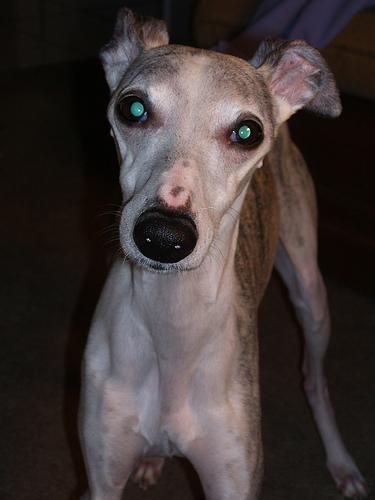 https://images.dog.ceo/breeds/whippet/n02091134_39.jpg