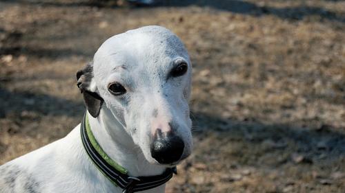 https://images.dog.ceo/breeds/whippet/n02091134_4078.jpg