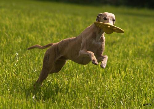 https://images.dog.ceo/breeds/whippet/n02091134_4197.jpg