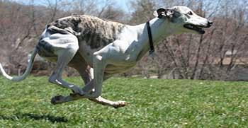 https://images.dog.ceo/breeds/whippet/n02091134_4784.jpg