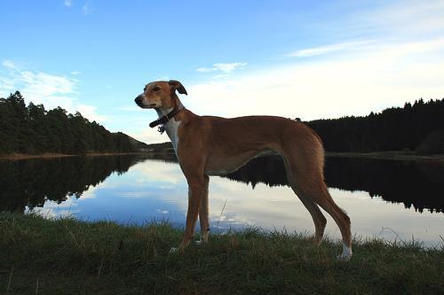 https://images.dog.ceo/breeds/whippet/n02091134_5047.jpg