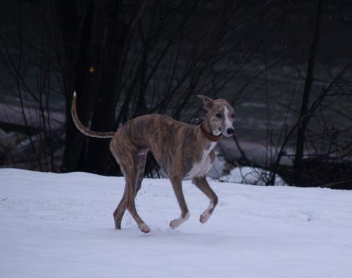 https://images.dog.ceo/breeds/whippet/n02091134_5630.jpg