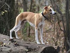 https://images.dog.ceo/breeds/whippet/n02091134_6699.jpg