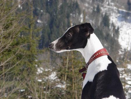 https://images.dog.ceo/breeds/whippet/n02091134_682.jpg