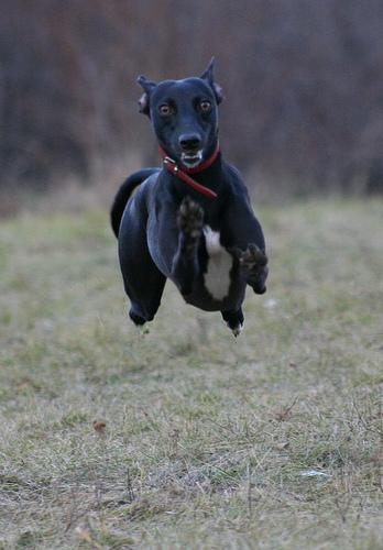 https://images.dog.ceo/breeds/whippet/n02091134_689.jpg