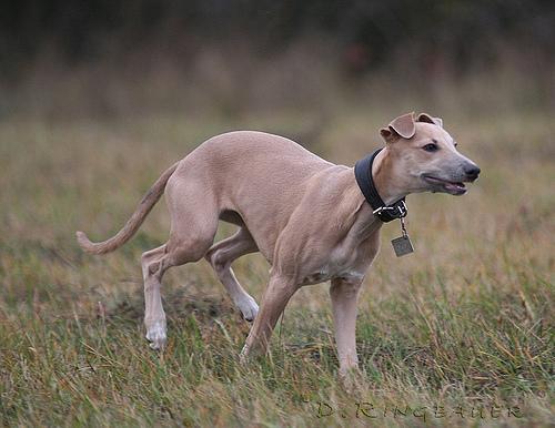 https://images.dog.ceo/breeds/whippet/n02091134_7145.jpg