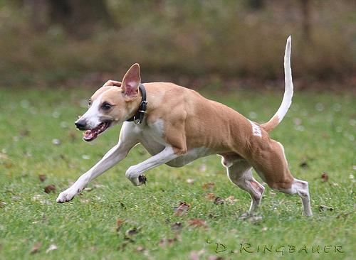 https://images.dog.ceo/breeds/whippet/n02091134_7310.jpg