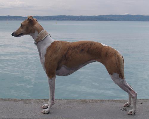 https://images.dog.ceo/breeds/whippet/n02091134_732.jpg