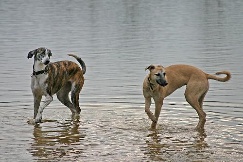 https://images.dog.ceo/breeds/whippet/n02091134_7375.jpg