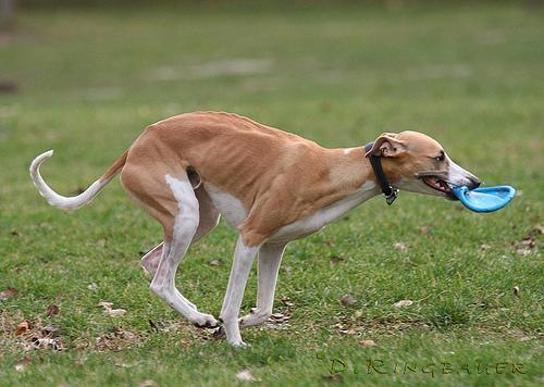 https://images.dog.ceo/breeds/whippet/n02091134_7606.jpg