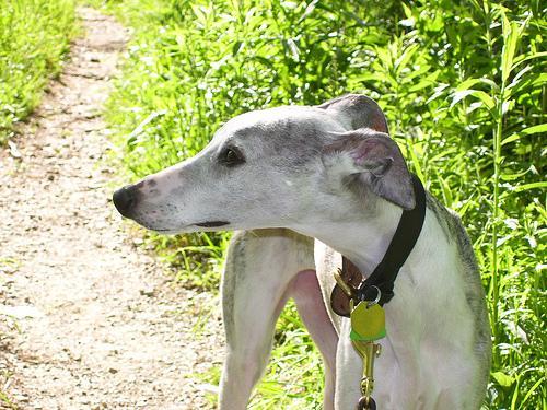 https://images.dog.ceo/breeds/whippet/n02091134_7661.jpg