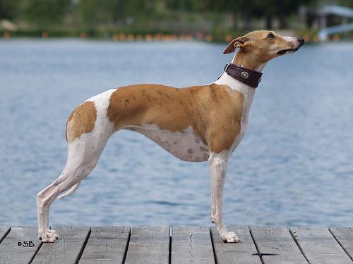 https://images.dog.ceo/breeds/whippet/n02091134_7935.jpg