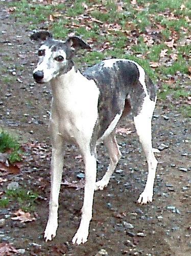 https://images.dog.ceo/breeds/whippet/n02091134_835.jpg