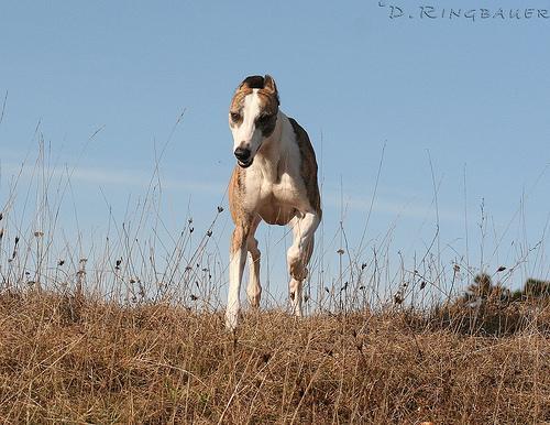 https://images.dog.ceo/breeds/whippet/n02091134_9.jpg