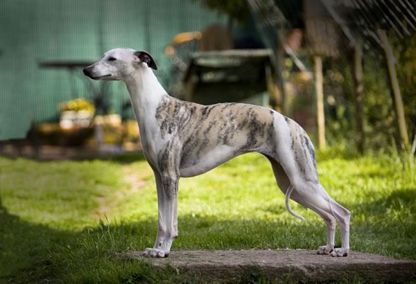 https://images.dog.ceo/breeds/whippet/n02091134_9433.jpg