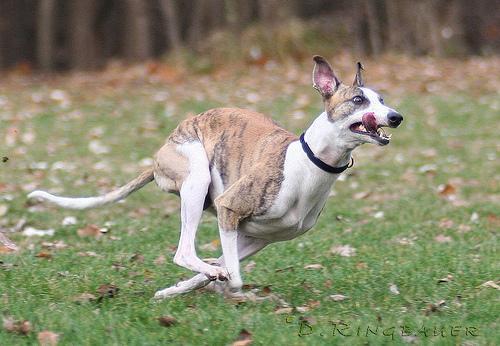 https://images.dog.ceo/breeds/whippet/n02091134_9671.jpg