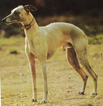 https://images.dog.ceo/breeds/whippet/n02091134_9740.jpg