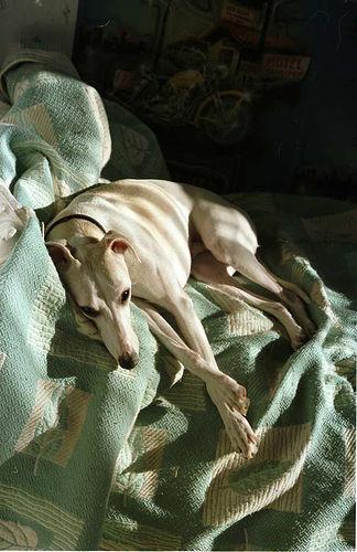 https://images.dog.ceo/breeds/whippet/n02091134_9806.jpg