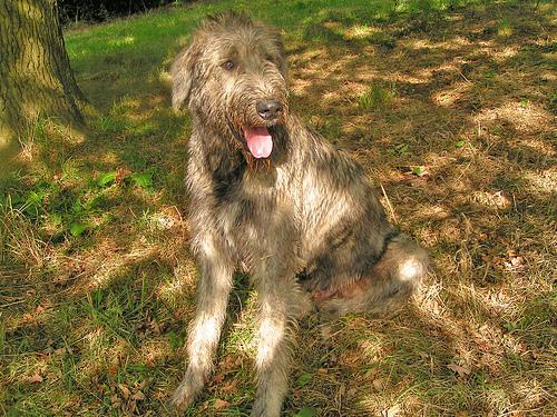 https://images.dog.ceo/breeds/wolfhound-irish/n02090721_1026.jpg